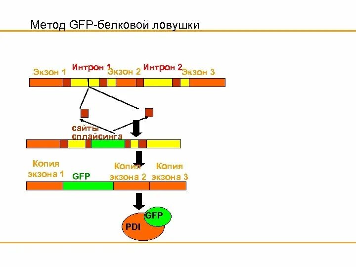 Экзон рф ответы. Экзон интронное строение эукариотических генов. Интроны и экзоны ДНК. Экзон и Интрон. Интроны экзоны сплайсинг.