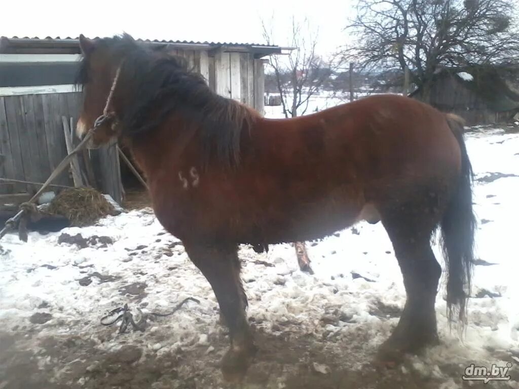 Конь быховский. 000 за 20. 000 рушить. Продажа лошадей в белоруссии. Лошадей гомельская область.