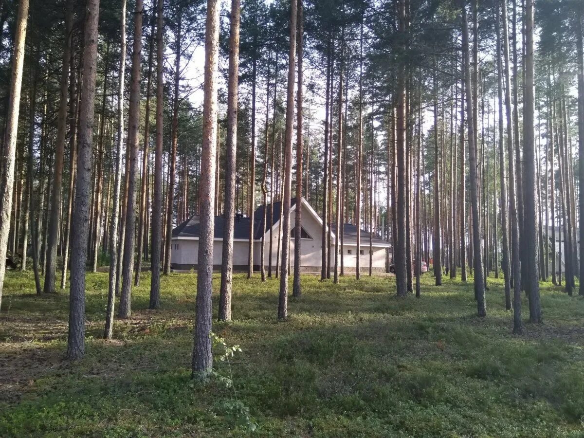 Участок в сосновом бору ленинградской области. Сосновый Бор Ломоносовский район. Участок в Сосновом лесу. Участок в Сосновом Бору. Земельный участок в Сосновом Бору.