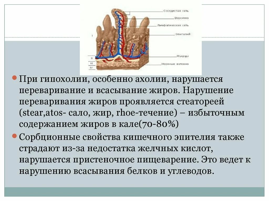 Нарушение пищеварения в тонком кишечнике. Всасывание питательных веществ в тонком кишечнике. Процесс всасывания в толстом кишечнике. Методы исследования пищеварения в тонкой кишке физиология. В ворсинках тонкой кишки происходит