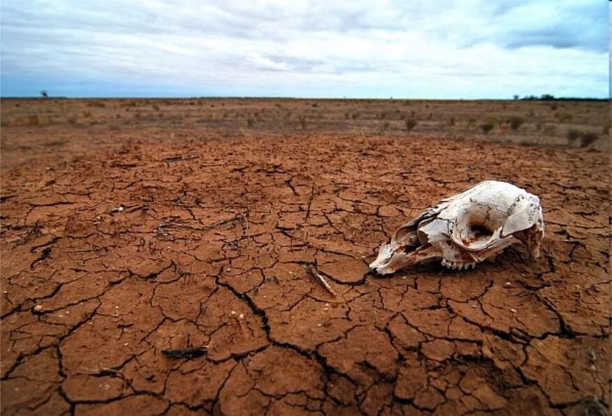 Засуха в степи. Природные катастрофы засуха. Гибнущие земли