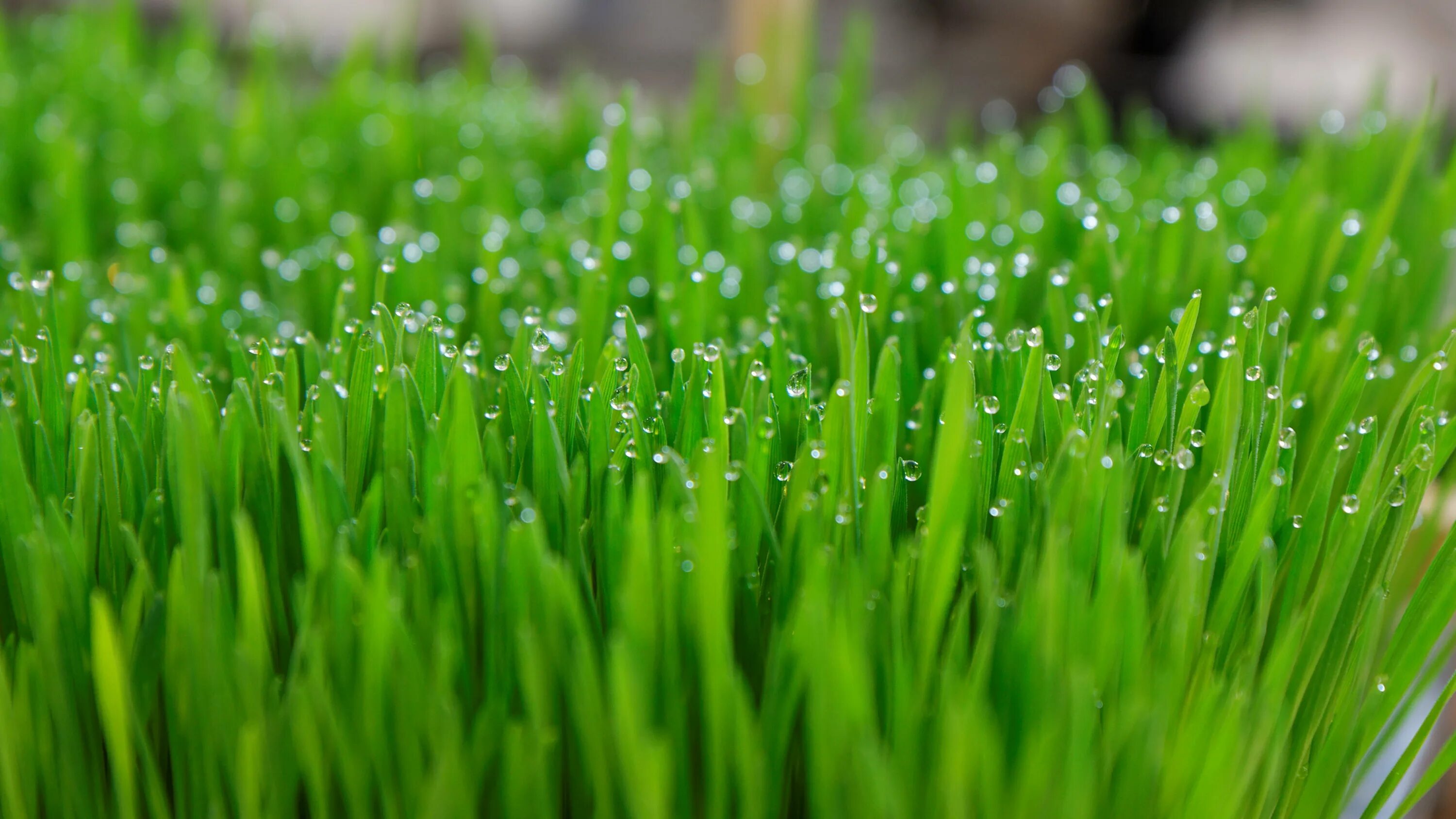 Зеленая трава на английском. Сцена с зеленой травой. Зеленый фон под траву. Grass with Ace. 8 With grass.