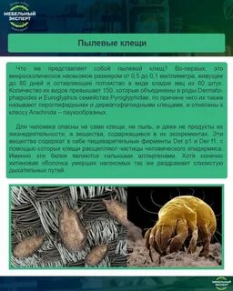 Что делают пылевые клещи