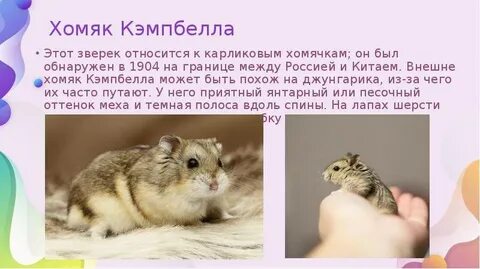 Чем отличаются хомяки