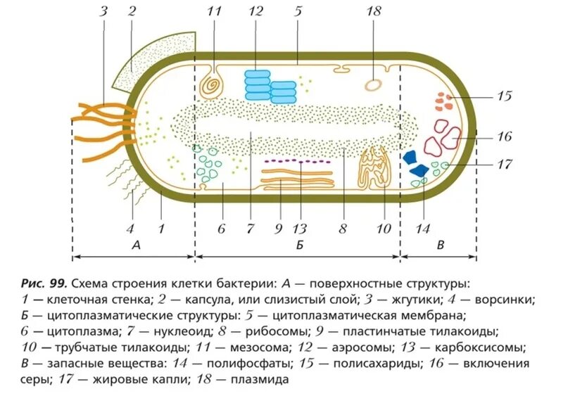 Строение бактериальной клетки ЕГЭ биология. Схема строения бактериальной клетки биология. Строение бактериальной клетки ЕГЭ. Схема капсулы бактериальной клетки. Слизистый слой бактерий