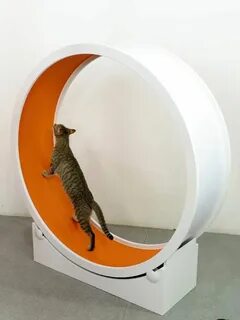 Беговой кот