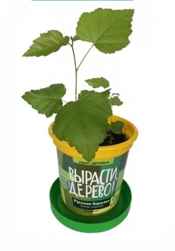 Вырасти дерево. Как растет береза. Где растут березы. Чёрная берёза дерево. Что растет в парке.