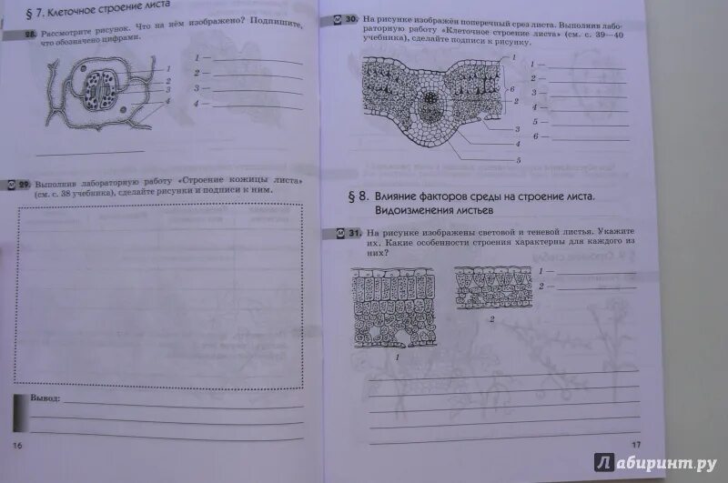 Рабочая тетрадь по биологии 5-6 класс Пасечник. Биология рабочая тетрадь 6 класс Пасечник 82. Строение клетки 6 класс рабочая тетрадь биология Пасечник. Строение и многообразие покрытосеменных растений 6.