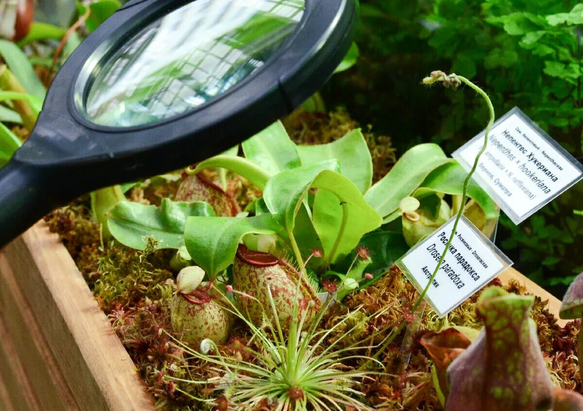 Сибирский ботанический сад томск. Выставка растений и насекомых воронеж. Цветок хищник. Хищники среди растений. Выставка хищных растений.