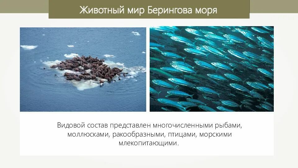 Берингов пролив и берингово море. Изрезанность береговой линии берингово моря. Ресурсы моря охотского моря. Ресурсы берингова моря. Берингово море описание.