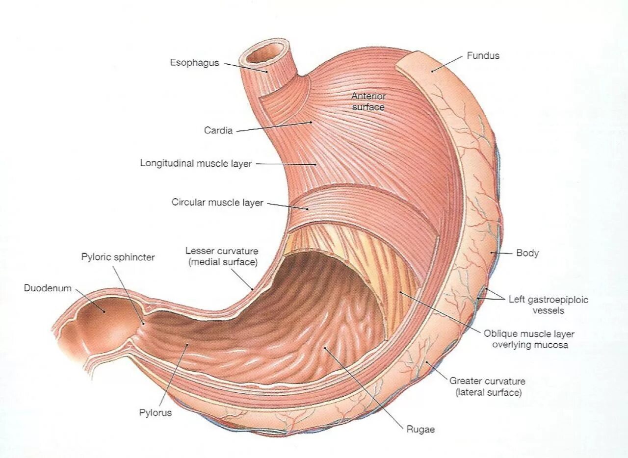 Стенка анатомия. Желудок анатомия латынь. Строение желудка анатомия латынь. Слои мышечной оболочки желудка. Строение желудка антральный отдел.