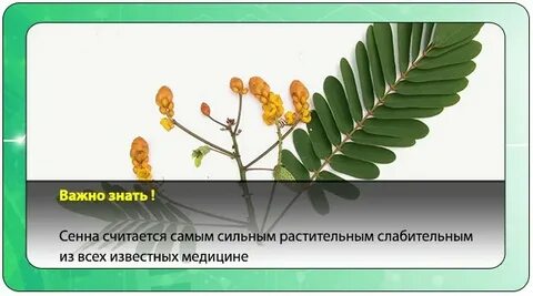 Сенна трава вред