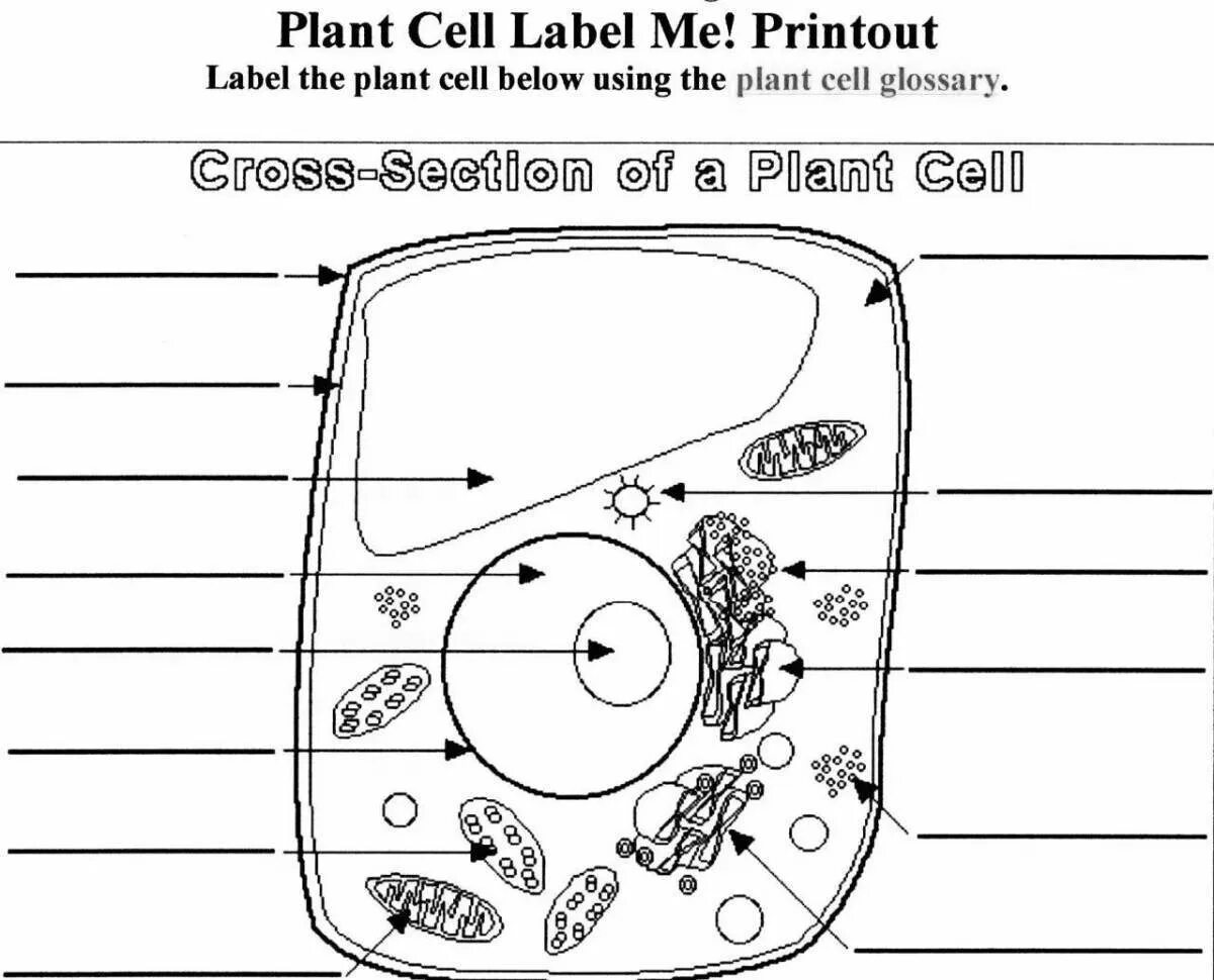 Растительная клетка раскраска. Клетка растения раскраска. Строение клетки. Строение клетки раскраска. Рисунок модели клетки