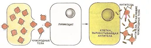 Иммуноглобулин в лимфоциты. Схема образования антител. Выработка антител схема клеток. Гуморальный образование антител схема. Лимфоциты образование антител.