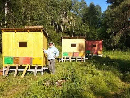 Сон на пчелах