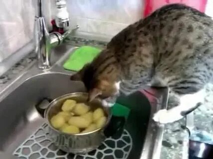 Можно котам картошку вареную