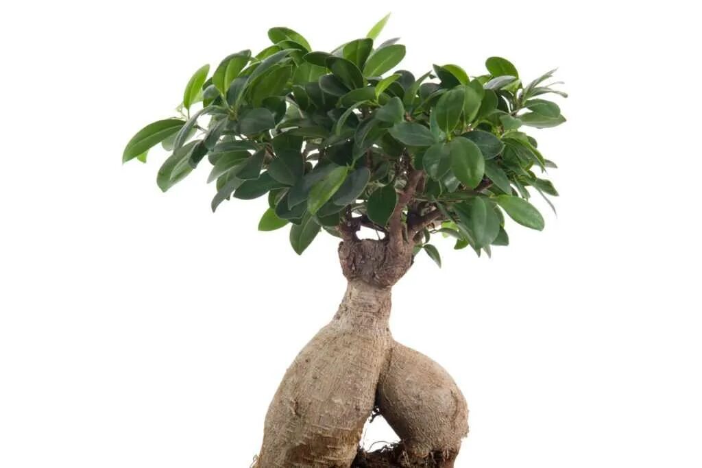 Фикус микрокарпа листья. Фикус ginseng. фикус ginseng retusa. фикус гинсенг 31 90. фикус микрокарпа вариегата.