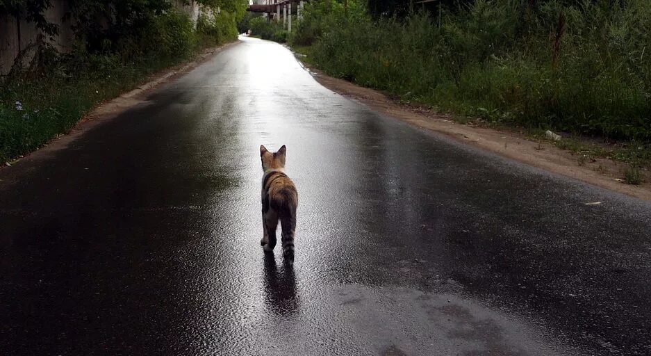 Собаки бегут по дороге. Кот уходит. Кот на дороге. Котенок на дороге. Дорога волка.