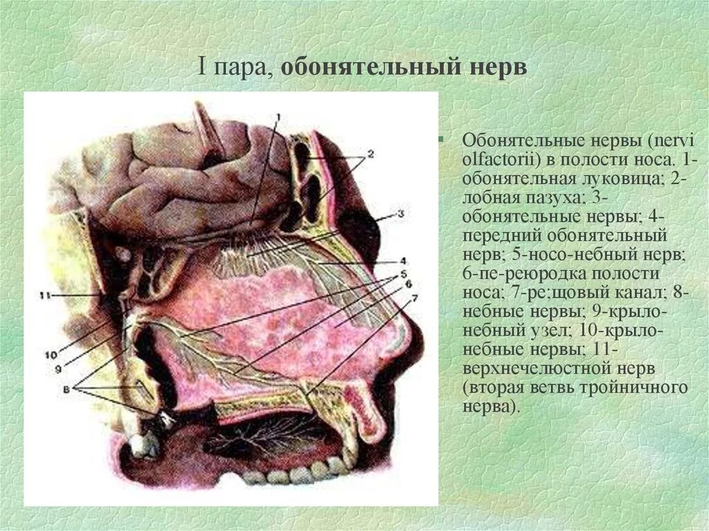 Обонятельный нерв (n. olfactorius). 1 Пара обонятельный нерв. Обонятельный тракт Перекрест. Обонятельные нервы анатомия.