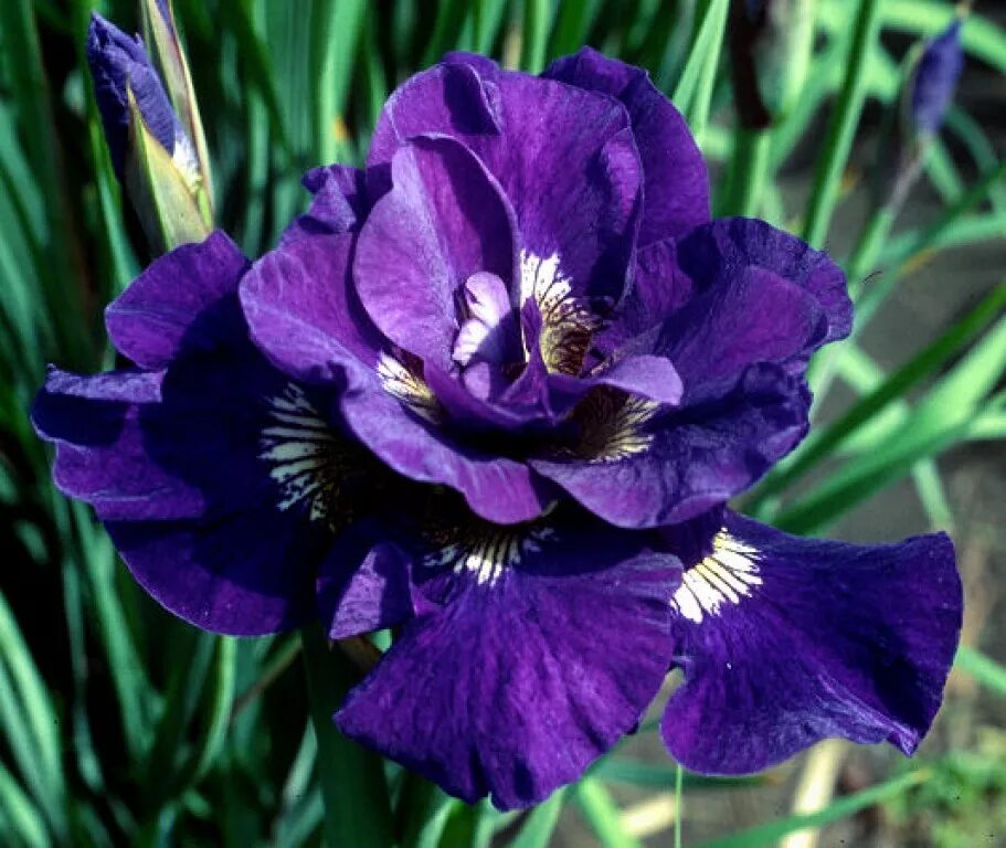 ирис германика best bet. ирис империал гуард. ирис fortunate son. Iris 1. 19.