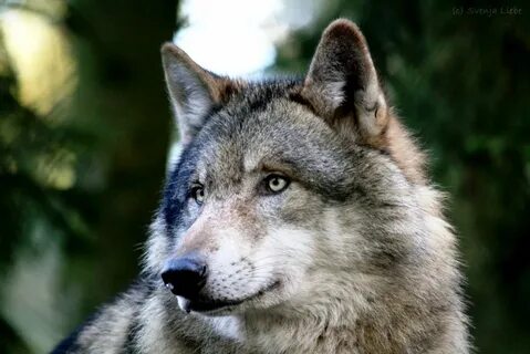 Wolf other