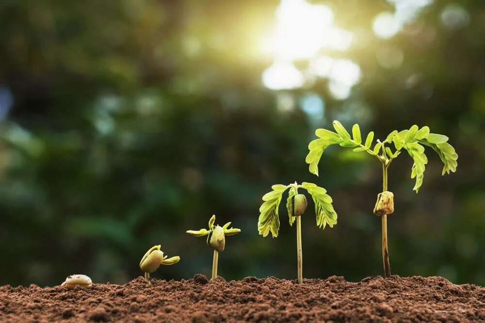 Рост растений чемберс. Growing vector. Plant growing is. Рост растения фото. Молодое растение.