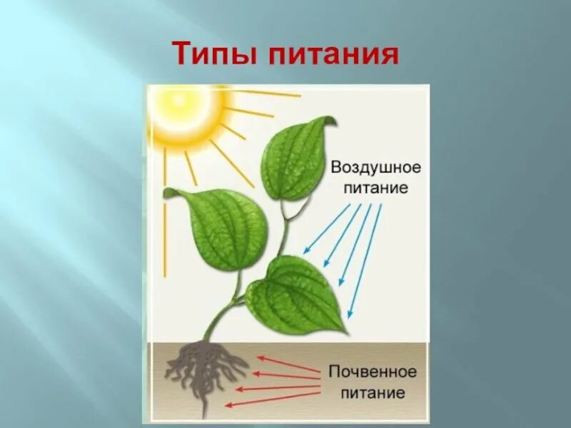 Фотосинтез дыхание минеральное питание растений. Воздушное питание растений. Почвенное и воздушное питание растений. Минеральное и воздушное питание растений. Органы воздушного питания.