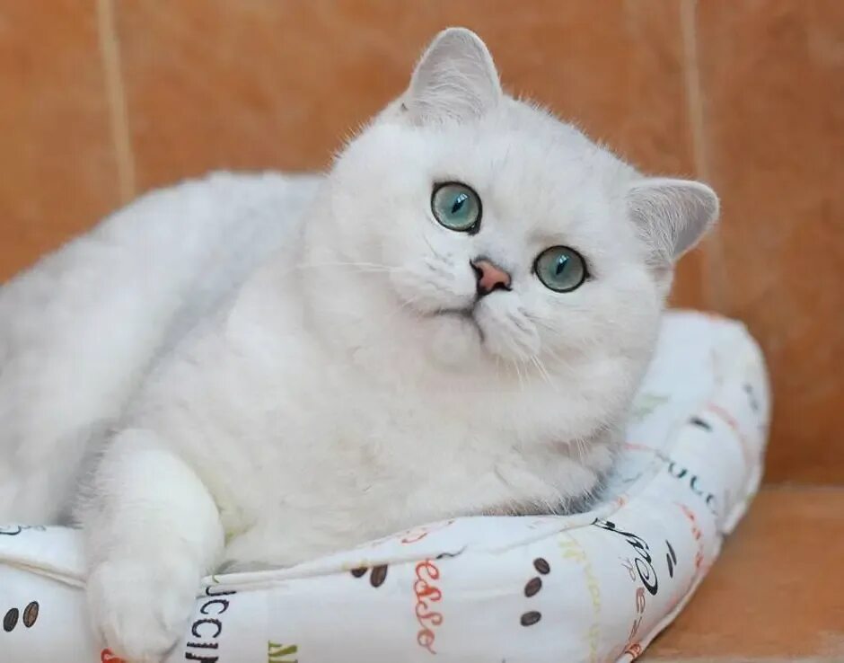 Кошечка шиншилла. Британская серебряная шиншилла. Британская шиншилла серебристая затушеванная. Британская сибирская шиншилла. Кошечка шиншилла.