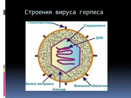 Строение организма вируса