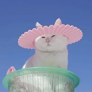 Ведро белый кот