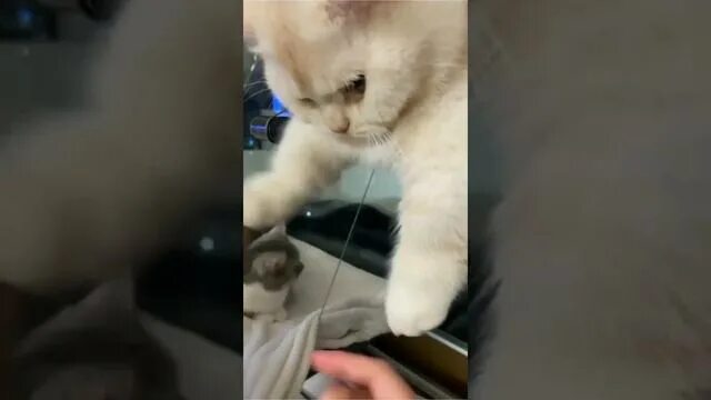 Кот мару и коробки. Рутуб кошки. Кот итальянец. Смешные видео про собак и кошек. Найти своего кота с кошкой и котенком.