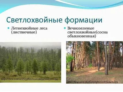 Преобладающие породы леса