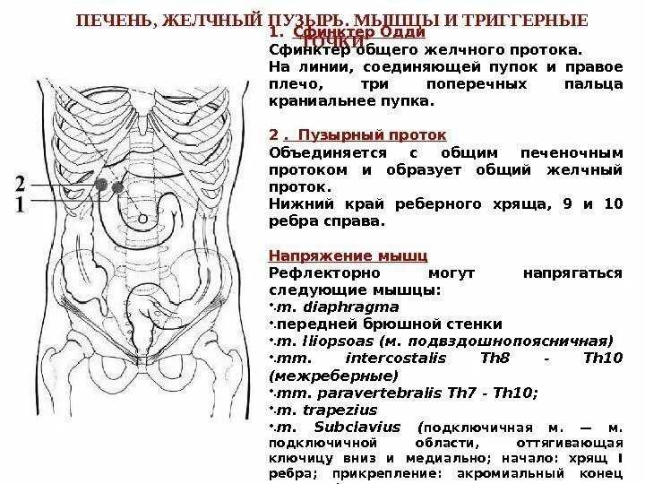 Схема висцерального массажа по Огулову. Проекция органов на брюшную стенку. Точка расположения желчного пузыря. Проекция сфинктера Одди. Органы брюшной полости лечение