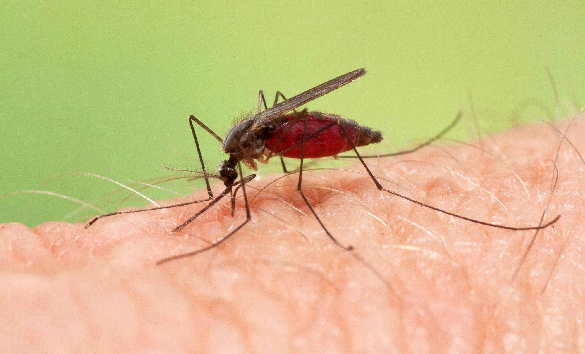 Укус малярии. Малярийный комар анофелес. Малярийный Москит анофелес. Москиты и малярийные комары. Anopheles малярия.