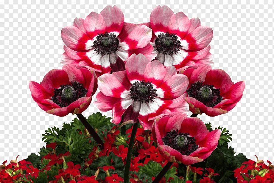 Poppies png. Маки. Маки на белом фоне. Мак на белом фоне. Мак без фона.