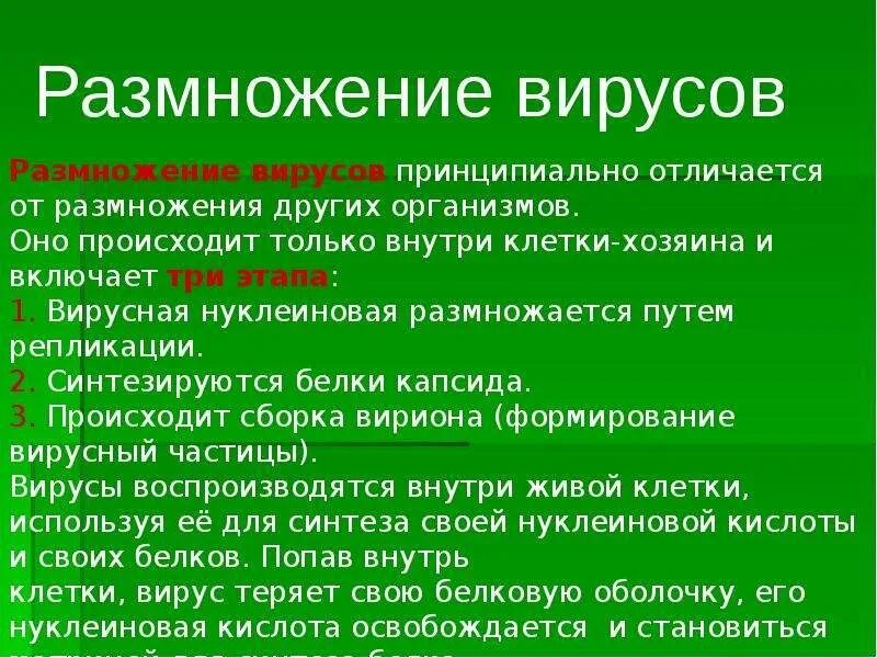 Вирусы способны к самостоятельному обмену. Виды размножения вирусов. Вирусы размножаются. Способы размножения вирусов. Размножение вирусов кратко.