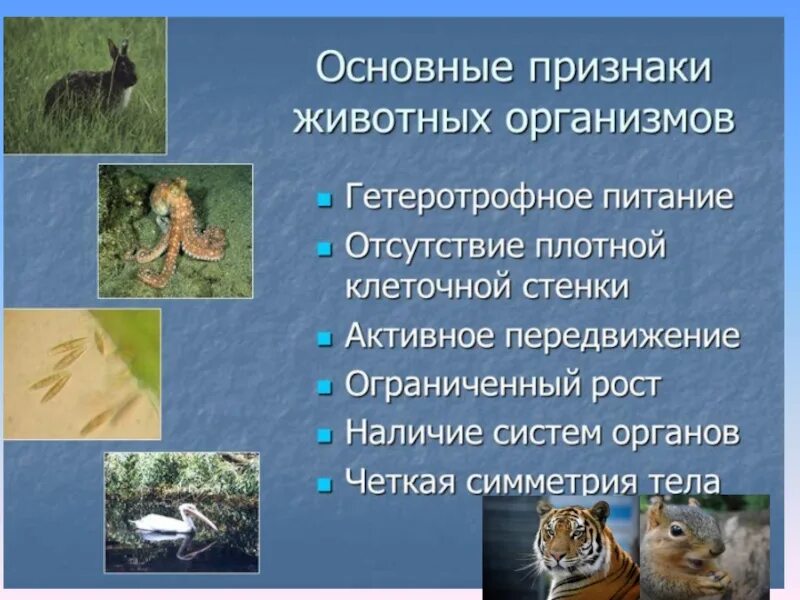 Животные урок 5 класс. Особенности животных организмов. Общие признаки животных. Животный организм и его особенности. Животные презентация 5 класс.
