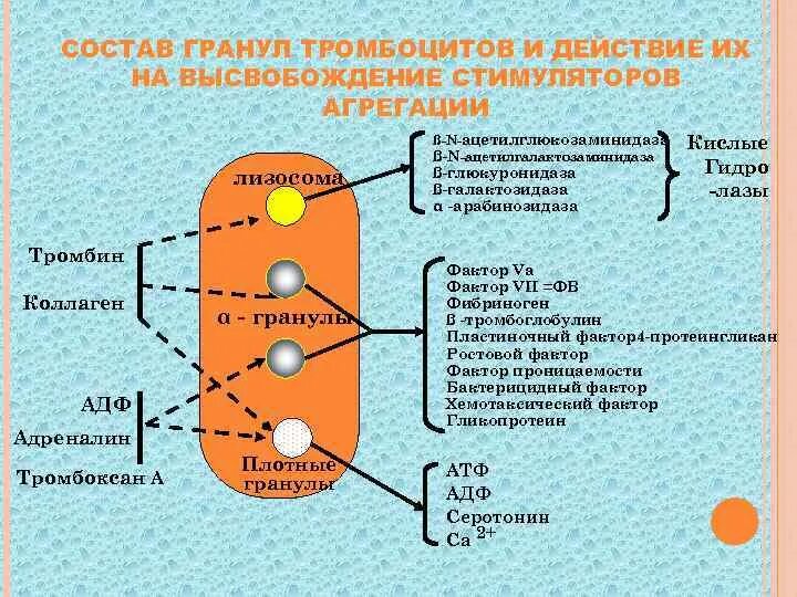 Гранулы тромбоцитов содержат. Химический состав гранул тромбоцитов. Альфа гранулы тромбоцитов. Содержимое Альфа гранул тромбоцитов. Типы гранул тромбоцитов.