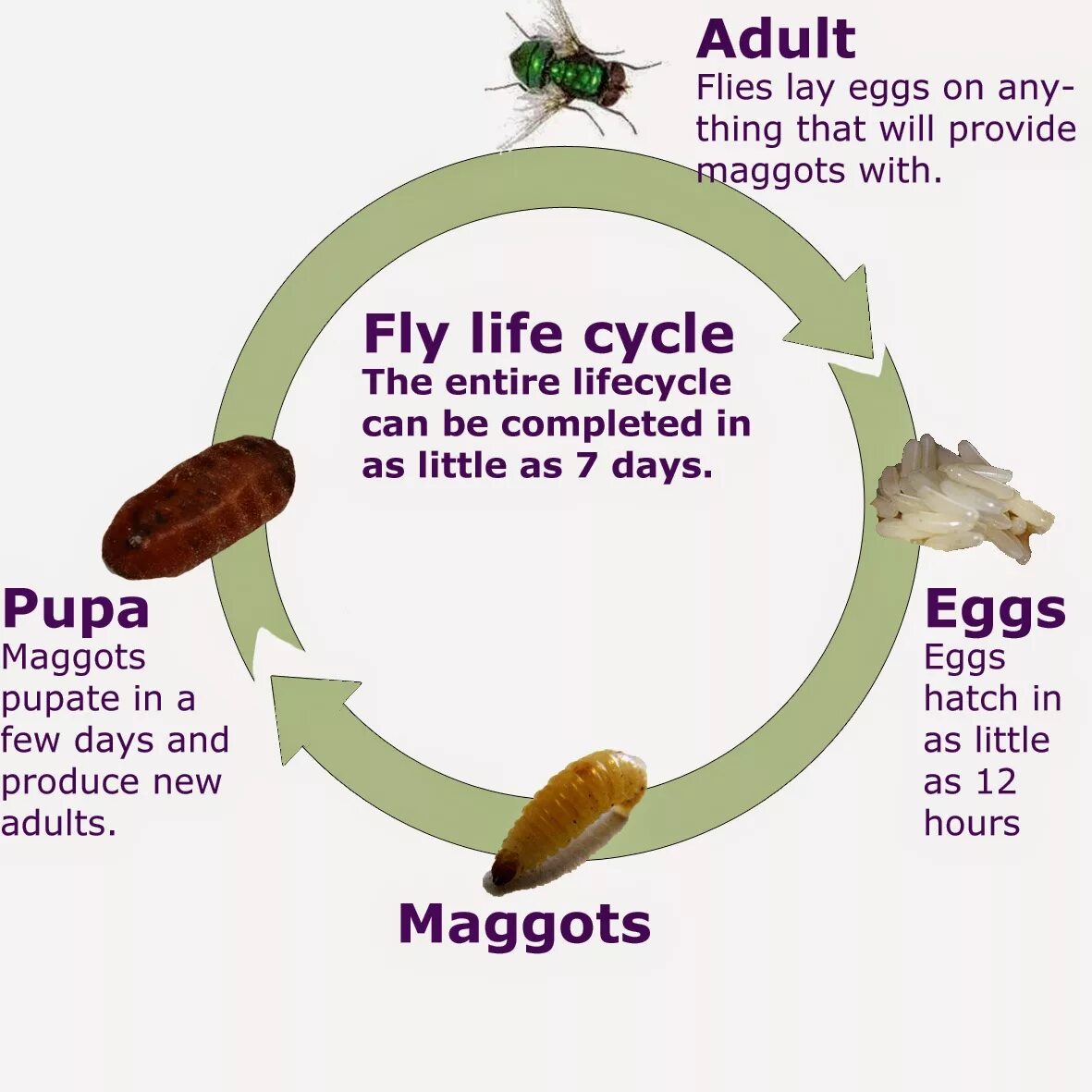 Lie fly. Life Cycles. Fly Cycle. Dermatobia Hominis цикл развития.