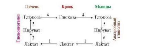 Цикл кори