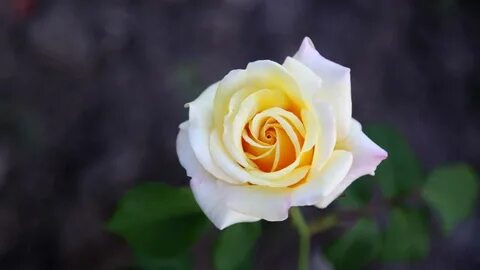 Side rose