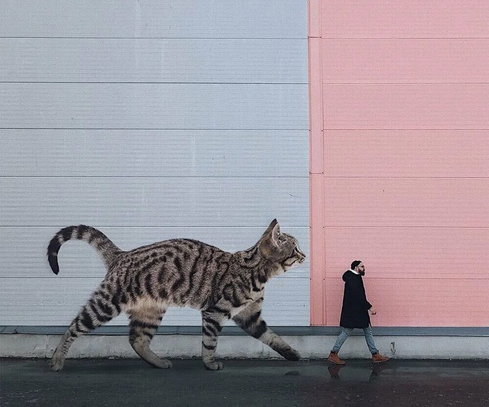 Гигантские коты. Огромный кот. Кот гигант на улице. Кот великан.