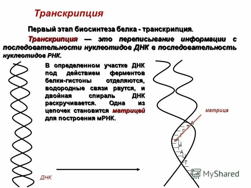 Переписывание информации с молекулы днк в последовательность. Переписывание информации с молекулы днк в последовательность