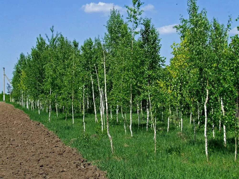 Питомник расти. Сеянцы березы бородавчатой. Береза повислая питомник. Берёза повислая. Береза повислая сеянцы.