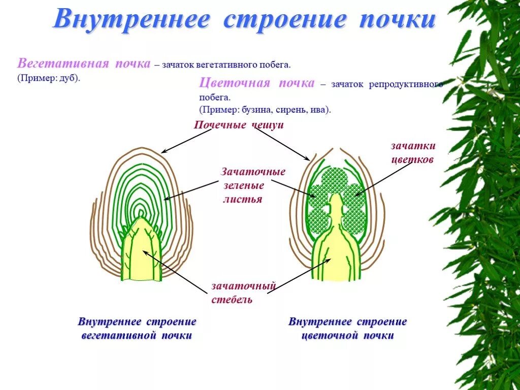 Рассмотрите изображение генеративной почки. Строение вегетативной и генеративной почки. Строение вегетативной почки растения. Строение почек растений 6 класс биология. Вегетативная почка и зачаточный побег.