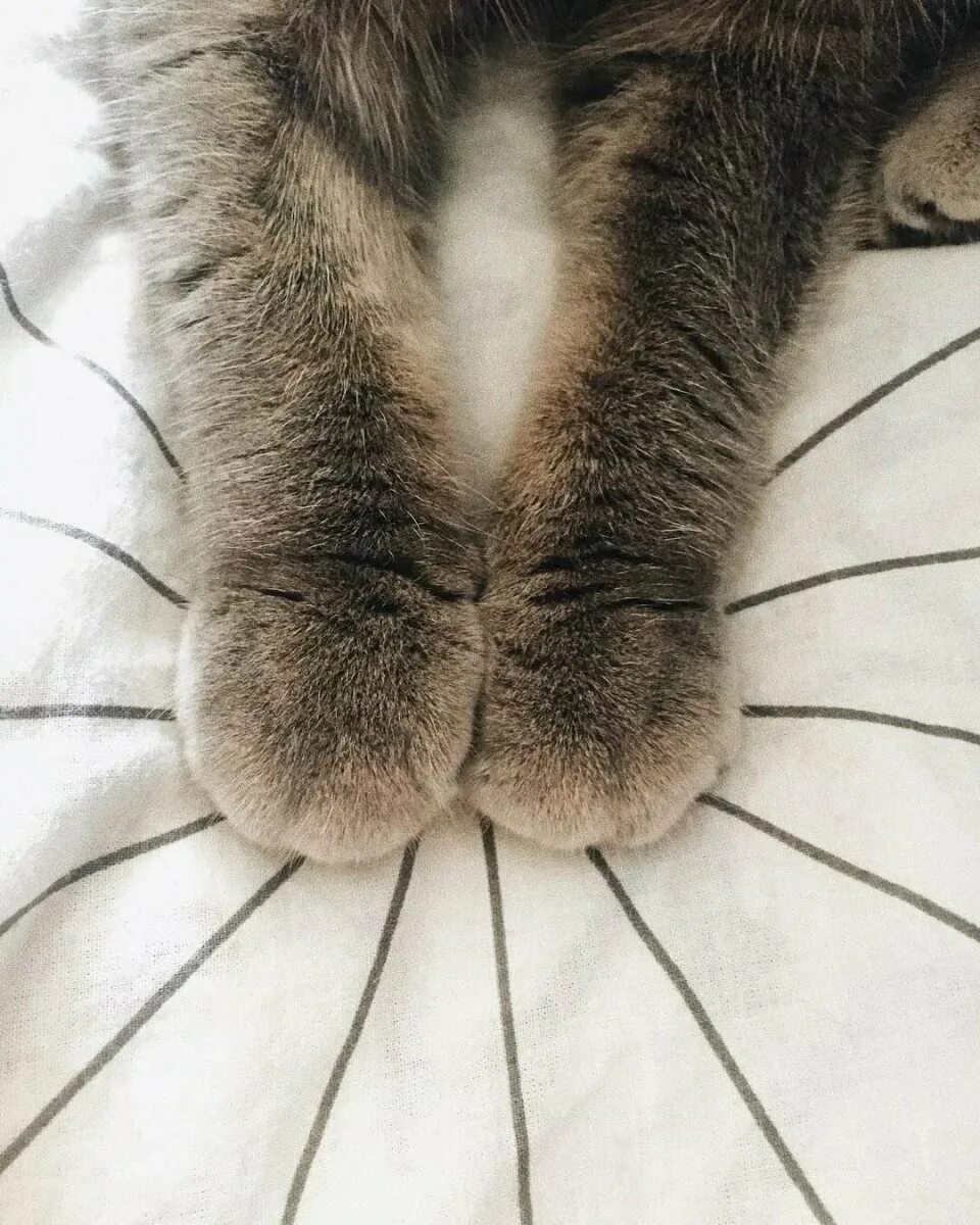 Серая лапа кота. Лапка котика. Кошачья лапа. Подушечки на лапках у кошек. Лапка кошки.