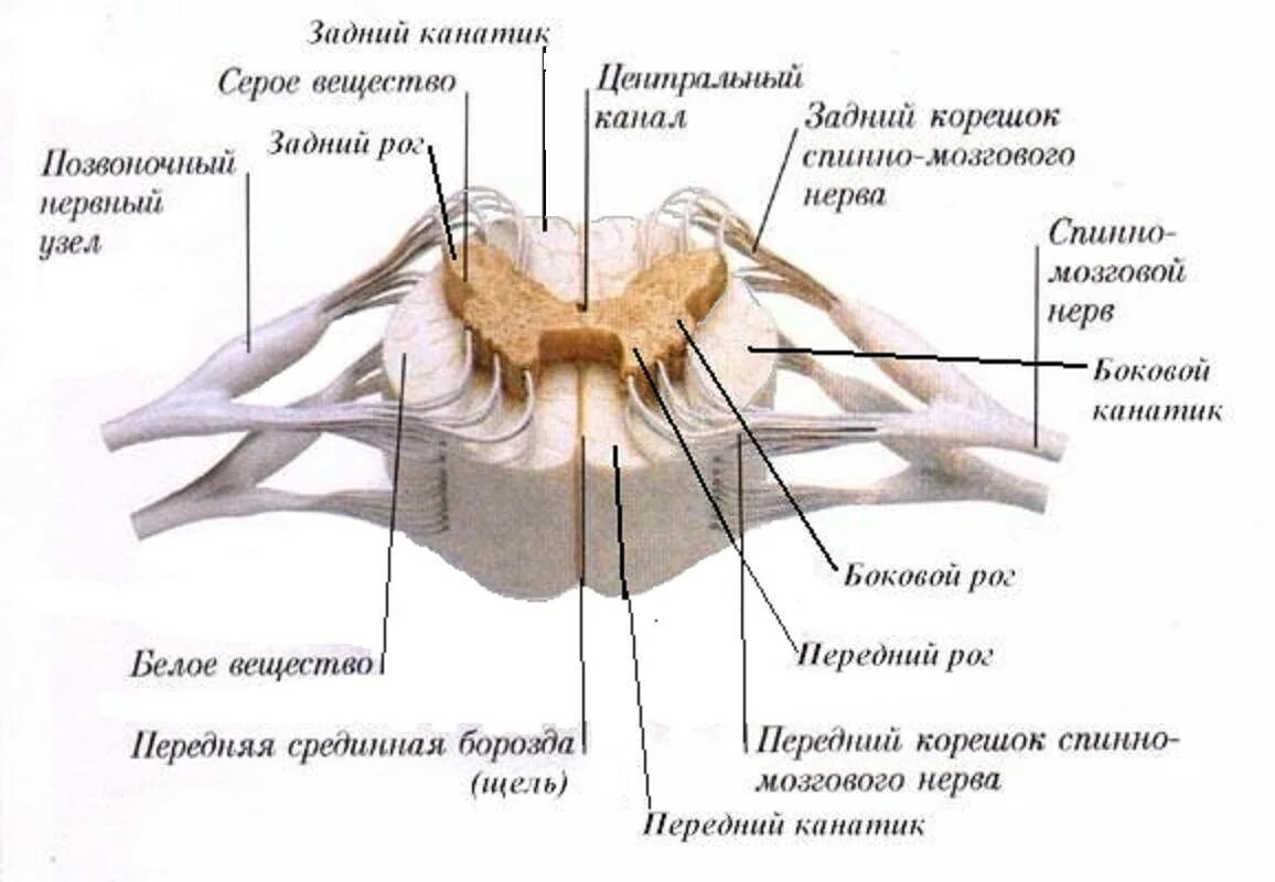 В какую систему органов входит спинной мозг. Внутреннее строение спинного мозга поперечный разрез. Внутреннее строение спинного мозга анатомия. Наружное строение спинного мозга схема. Серое вещество белое вещество спинномозговой канал.