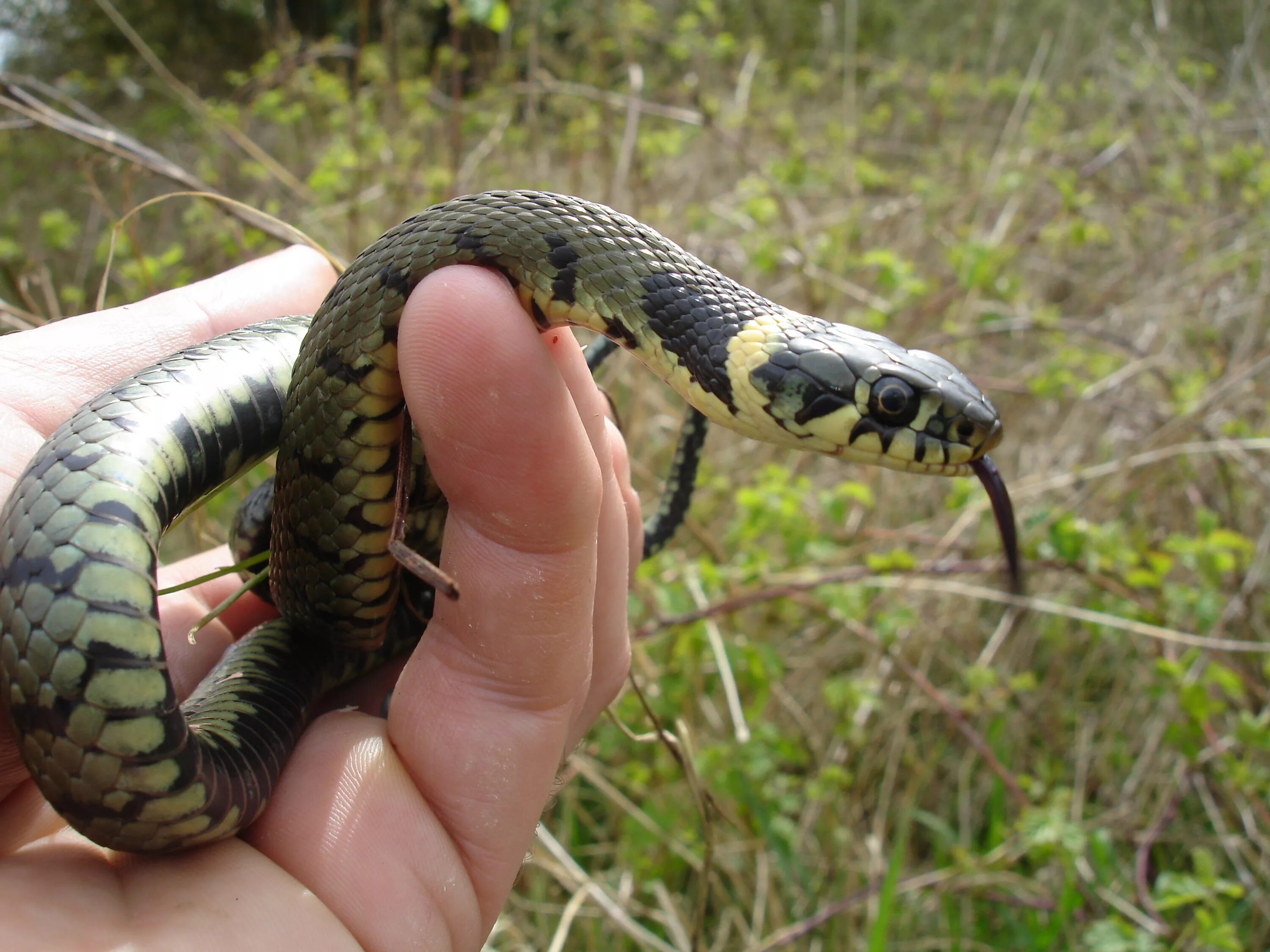 Grass snake. Змея уж обыкновенный. Обыкновенный уж Natrix Natrix. Уж обыкновенный - змея неядовитая. Обыкновенный уж ядовитый.