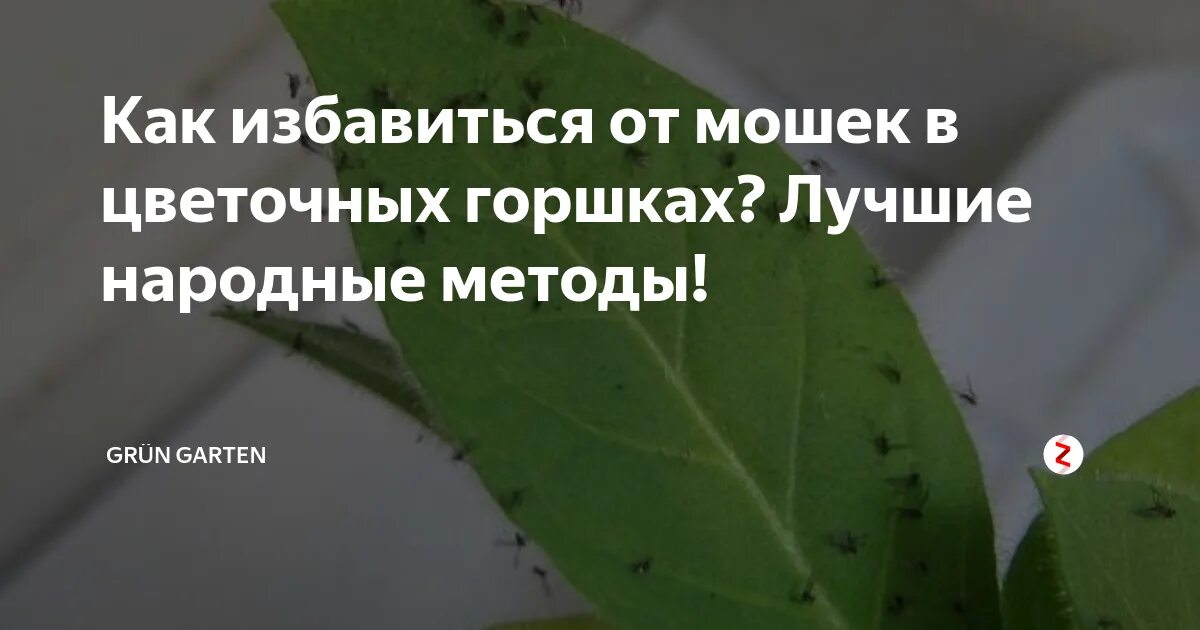 Как эффективно вывести мошек. Появилась мошка в цветочных горшках как избавиться. как вывести мошек из цветка. валидол от мошек в цветах комнатных. хозяйственное мыло от мошек в цветах комнатных.
