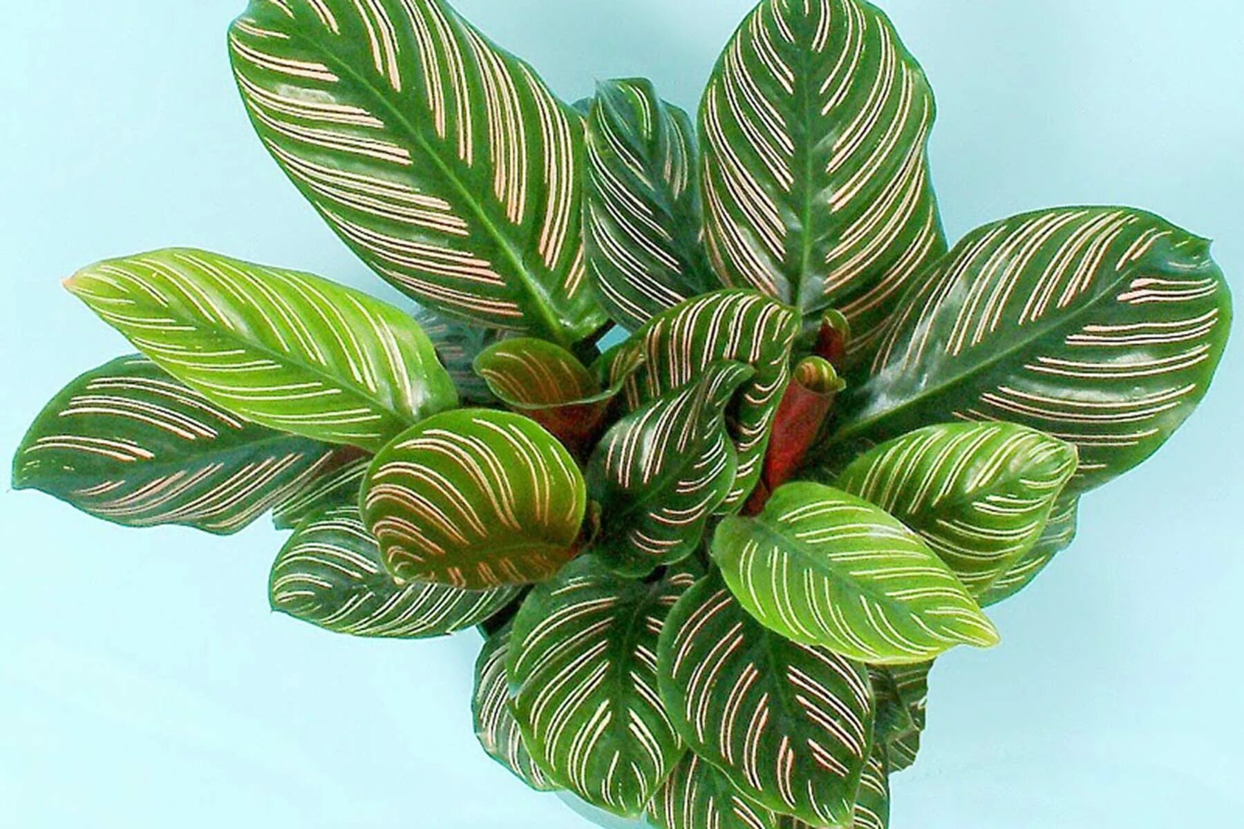 Калатеи виды и сорта фото